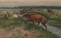 Red Deer