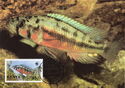 Orange Rock Hunter (Harpagochromis sp.)