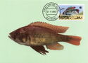 Cichlid (Haplochromis cinctus)