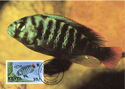 Cichlid (Haplochromis nigricans)