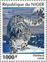 Snow Leopard (Panthera uncia)