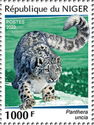 Snow Leopard (Panthera uncia)