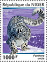 Snow Leopard (Panthera uncia)