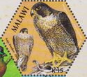 Peregrine Falcon (Falco peregrinus)