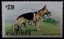 German Shepherd (Canis lupus familiaris)