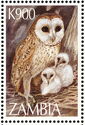 Western Barn Owl (Tyto alba)