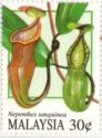 Pitcher Plant - Nepenthes sanguinea