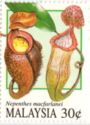Pitcher Plants - Nepenthes macfarlanei