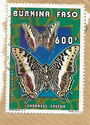 Giant Emperor (Charaxes castor)