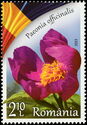 Common Peony (Paeonia officinalis)