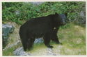 Vancouver Island. Black Bear (Ursus americanus)