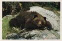 Grizzly Bear (Ursus arctos horribilis)