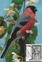 Bullfinch (Pyrrhula pyrrhula)