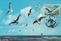 Seagulls fly over dthe Sea