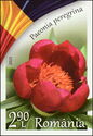 Forest Peony (Paeonia peregrina)