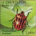 Graphosoma lineatum