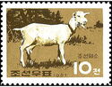 Goat (Capra aegagrus hircus)