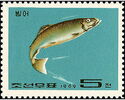 Japanese Amberjack (Seriola quinqueradiata)