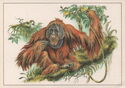 Bornean Orangutan (Pongo pygmaeus)