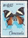 Leafwing Butterfly (Hypna rufescens)