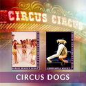 Circus dogs