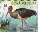Black Stork (Ciconia nigra)