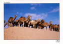 Tunisie "Camels on the sand dune"