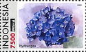 Hydrangea (Hortensia)