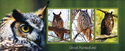Owls