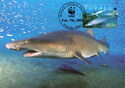 Sand Tiger Shark (Carcharius taurus)