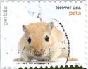Mongolian Gerbil (Meriones unguiculatus)