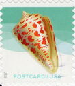 Alphabet Cone (Conus spurius)