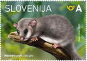 Dormouse (Glis glis)