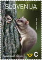 Dormouse (Glis glis)
