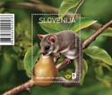 Dormouse (Glis glis)