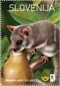Dormouse (Glis glis)
