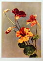 Nasturtium