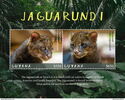 Fauna of Guyana: Jaguarundi