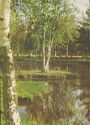 Moscow region. Young birches