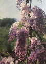 Wisteria