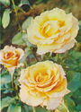 Rose "A. Horstman"