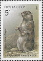 Menzbier's Marmot (Marmota menzbieri)