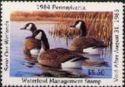 Canada goose (Branta canadensis)