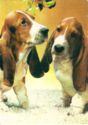 Basset Hounds