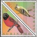 Red-and-black Grosbeak (Periporphyrus erythromelas), Yellow-