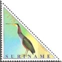 Agami Heron (Agamia agami)