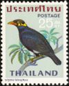 Common Hill Myna (Gracula religiosa)