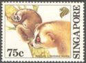 Sunda Slow Loris (Nycticebus coucang)