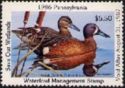 Blue-winged teal (Anas discors)
