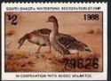 Greater white-fronted goose (Anser albifrons)
